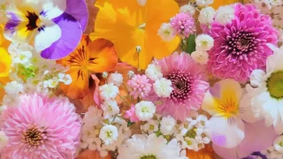 ホームページを開設しました